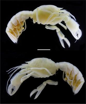 A New Species of the Deep-Sea Sponge-Associated Genus Eiconaxius (Crustacea: Decapoda: Axiidae), With New Insights Into the Distribution, Speciation, and Mitogenomic Phylogeny of Axiidean Shrimps